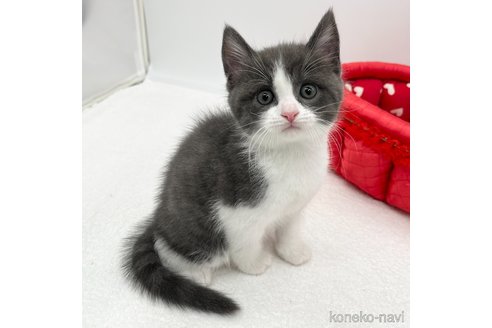 成約済の愛知県のスコティッシュフォールド-93991の3枚目