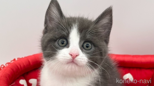 成約済の愛知県のスコティッシュフォールド-93991の1枚目