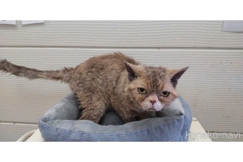 成約済の千葉県のセルカークレックス-92152の3枚目