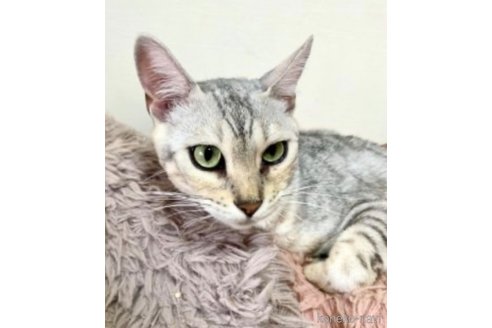 ラテちゃん1枚目