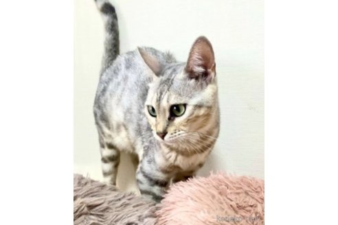 ラテちゃん1枚目