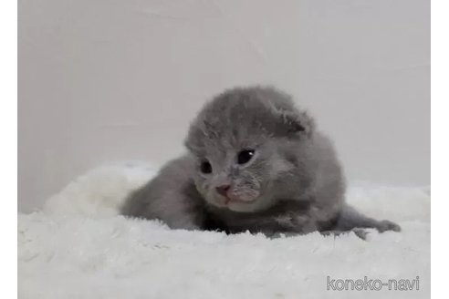 成約済の愛知県のシャルトリュー-94039の2枚目