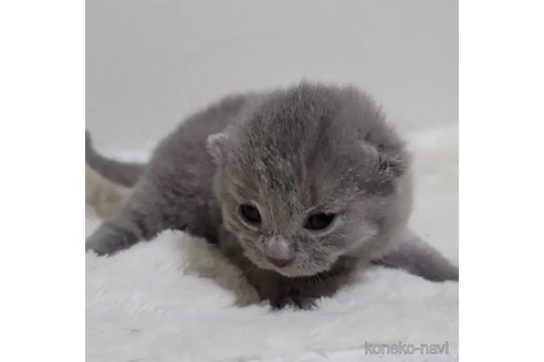 成約済の愛知県のシャルトリュー-94039の4枚目