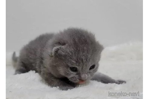 成約済の愛知県のシャルトリュー-94039の5枚目