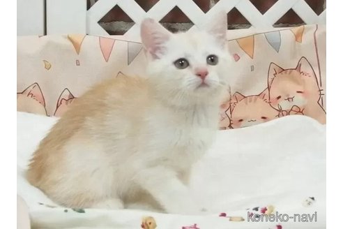 成約済の大阪府のミヌエット-94062の3枚目