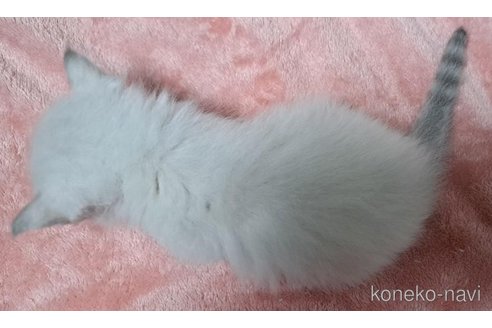 成約済の栃木県のサイベリアン-94117の7枚目
