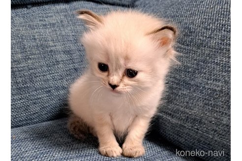 成約済の栃木県のサイベリアン-94118の14枚目