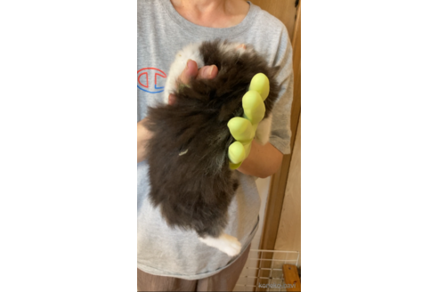 成約済の福岡県のノルウェージャンフォレストキャット-94160の4枚目