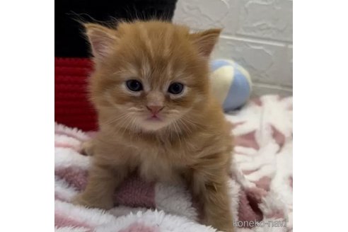 成約済の埼玉県のスコティッシュフォールド-94159の4枚目