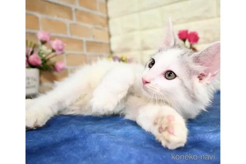 成約済の東京都のノルウェージャンフォレストキャット-94175の2枚目