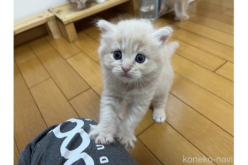 成約済の岡山県のマンチカン-94194の3枚目