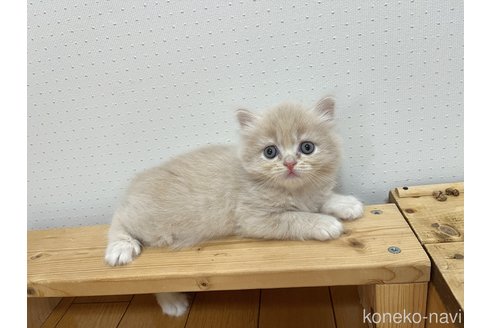 成約済の岡山県のマンチカン-94193の4枚目