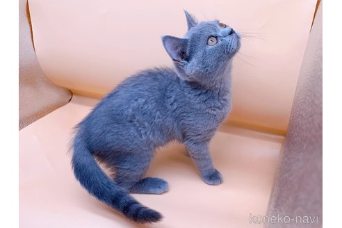 成約済の東京都のブリティッシュショートヘア-94221の2枚目