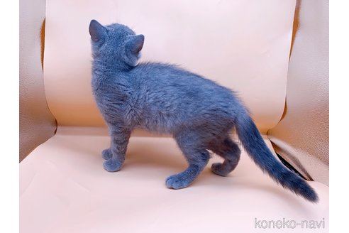 成約済の東京都のブリティッシュショートヘア-94221の4枚目