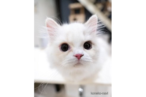 もねちゃん1枚目