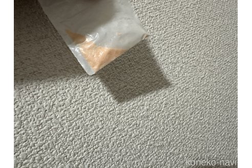 成約済の鹿児島県のスコティッシュフォールド-86268の2枚目