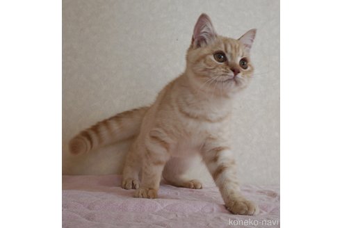 成約済の静岡県のセルカークレックス-84792の2枚目