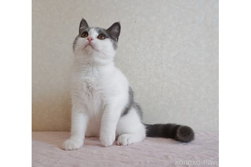 成約済の静岡県のブリティッシュショートヘア-85399の2枚目
