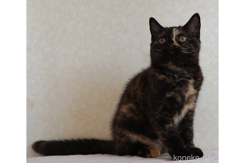 成約済の静岡県のブリティッシュショートヘア-85397の2枚目