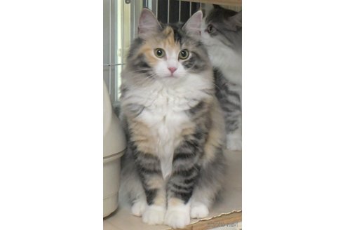成約済の茨城県のノルウェージャンフォレストキャット-94242の2枚目