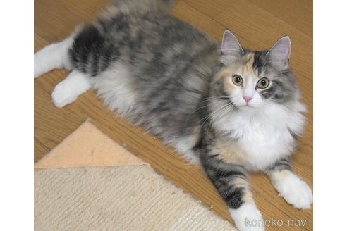 成約済の茨城県のノルウェージャンフォレストキャット-94242の3枚目