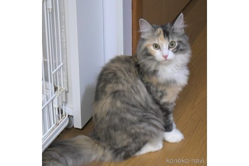 成約済の茨城県のノルウェージャンフォレストキャット-94242の4枚目