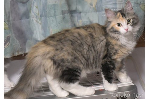 成約済の茨城県のノルウェージャンフォレストキャット-94242の1枚目