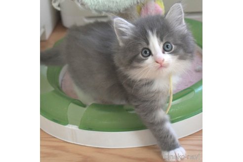 販売中の茨城県のノルウェージャンフォレストキャット-94246の3枚目