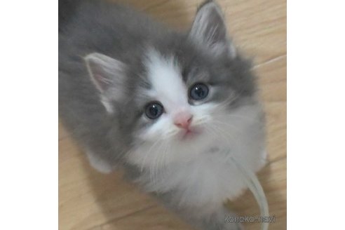 成約済の茨城県のノルウェージャンフォレストキャット-94247の3枚目