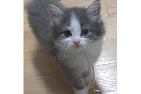 成約済の茨城県のノルウェージャンフォレストキャット-94247の1枚目