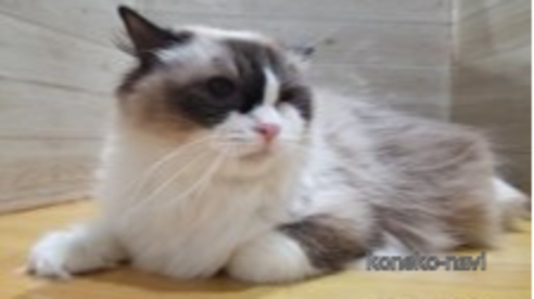 アヤちゃん1枚目