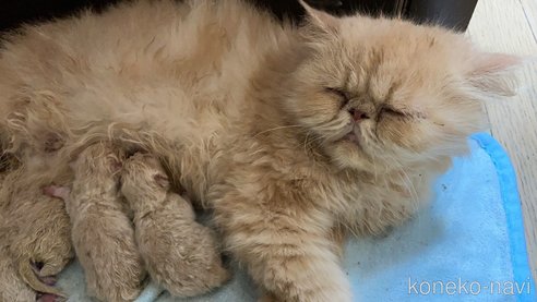 成約済の神奈川県のエキゾチックショートヘア-94318の3枚目
