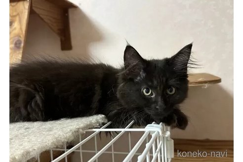 成約済の愛知県のメインクーン-94328の5枚目