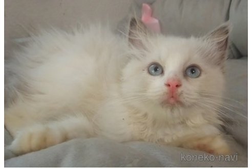成約済の大阪府のラグドール-94330の4枚目
