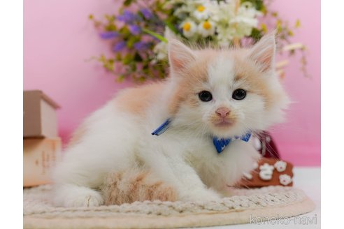 成約済の神奈川県のノルウェージャンフォレストキャット-94362の5枚目
