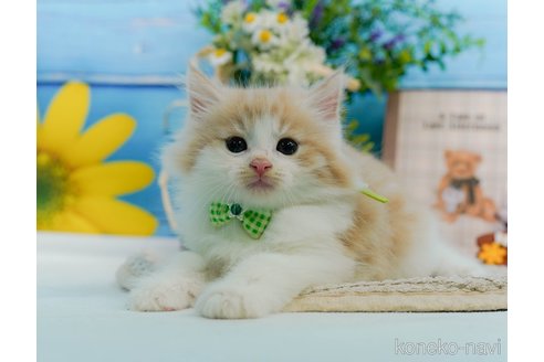 成約済の神奈川県のノルウェージャンフォレストキャット-94363の7枚目