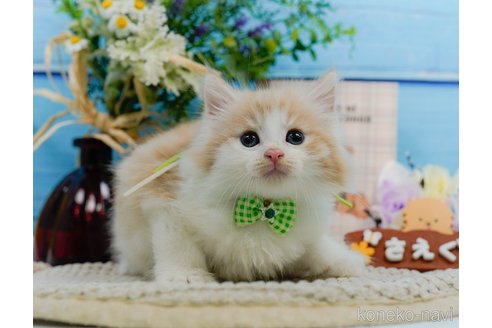 成約済の神奈川県のノルウェージャンフォレストキャット-94363の9枚目