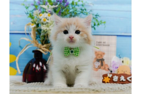 成約済の神奈川県のノルウェージャンフォレストキャット-94363の10枚目