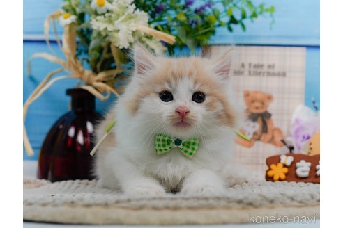 成約済の神奈川県のノルウェージャンフォレストキャット-94363の11枚目