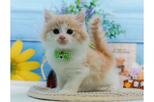 成約済の神奈川県のノルウェージャンフォレストキャット-94363の1枚目