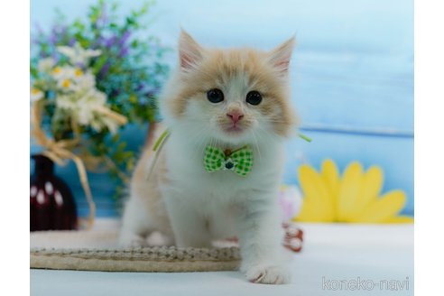 成約済の神奈川県のノルウェージャンフォレストキャット-94363の4枚目
