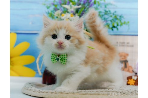 成約済の神奈川県のノルウェージャンフォレストキャット-94363の5枚目