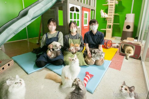 成約済の神奈川県のマンチカン-94354の3枚目