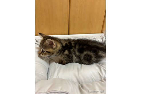 成約済の埼玉県のマンチカン-94388の3枚目