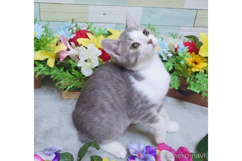 成約済の大阪府のスコティッシュフォールド-94395の4枚目