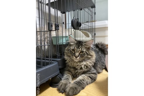 成約済の兵庫県のサイベリアン-81952の2枚目