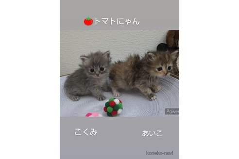 成約済の埼玉県のサイベリアン-94322の6枚目
