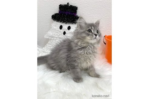 成約済の埼玉県のサイベリアン-91200の2枚目