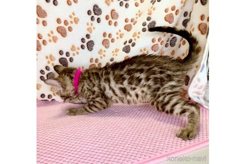 成約済の静岡県のベンガル-90184の32枚目