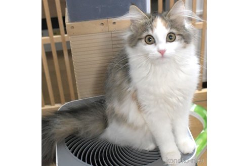 販売中の茨城県のノルウェージャンフォレストキャット-81767の2枚目